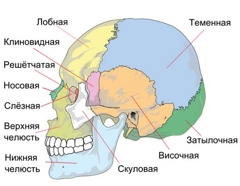 Анализ лица и черепа