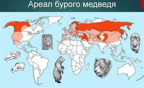 Вариация имен медведей в разных странах