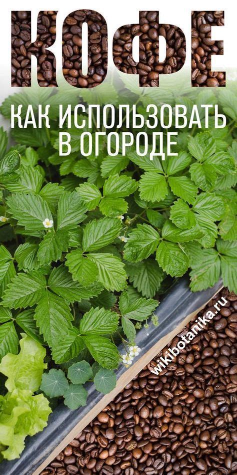 Виды ингредиентов для гущи