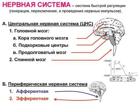 Воздействие снюса на нервную систему