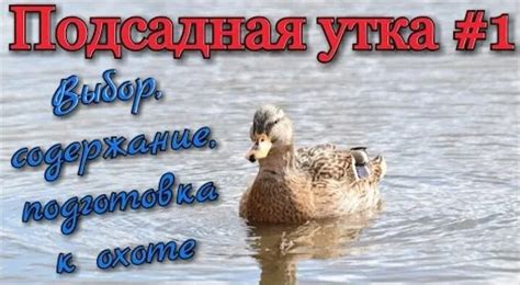 Выбор и подготовка утки