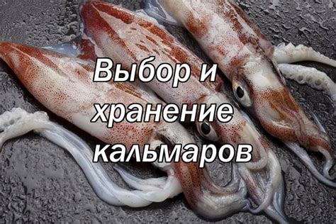 Выбор кальмаров-ежиков