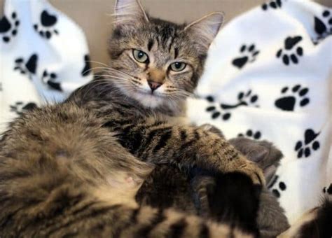 Выбор места для компресса кошки
