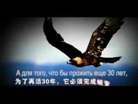 Выбор орла