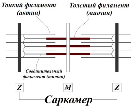 Длина и структура