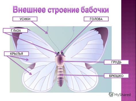 Добавление деталей: усики и глаза