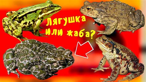 Жаба как показатель экологической чистоты огорода