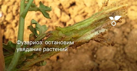 Замедленный рост и увядание растений может свидетельствовать о фитофторе