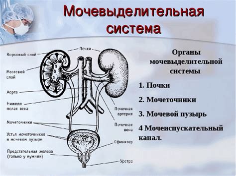 Значение проверки мочевого пузыря и мочеточников у женщин