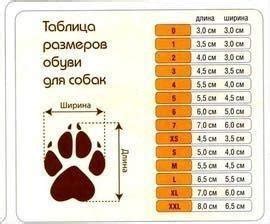 Измерение лапы вашего басика