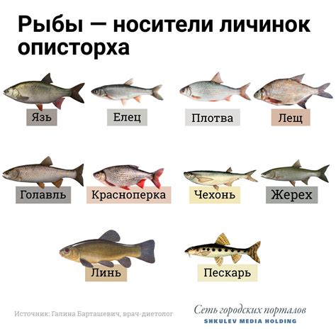 Какие виды рыб вызывают горечь