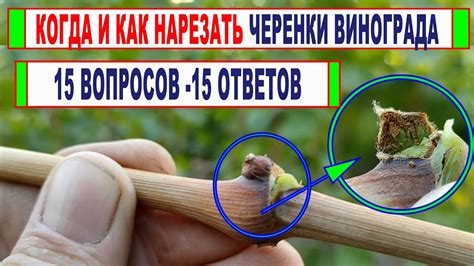 Как выбрать правильное время для прививок