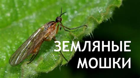 Как избавиться от земляных мошек