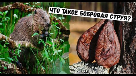 Как настроить струю бобра