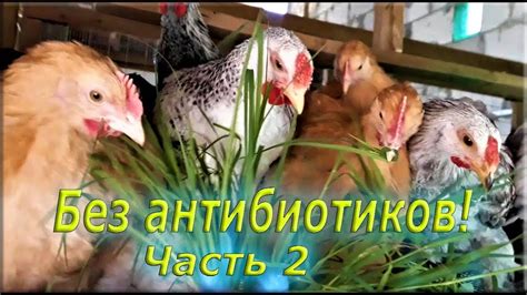 Как обеспечить спокойную и без конфликтную среду для цыплят, соединенных от двух наседок