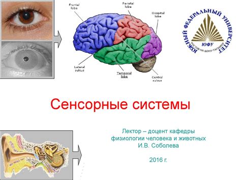 Как работает сенсорная система