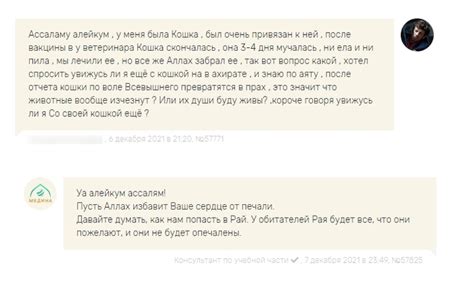 Кот и ислам