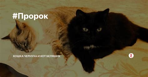 Кот и пророк