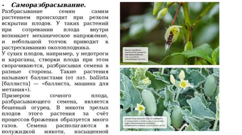 Механическое удаление семян