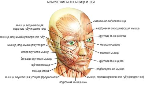 Нарисуем лицевые черты