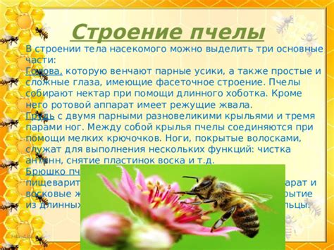 Нарисуйте крылья и ноги пчелы