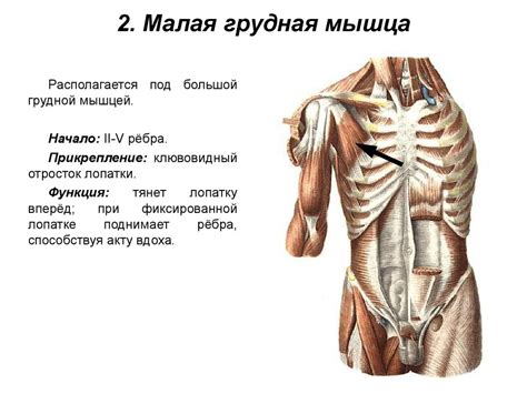 Начало работы: связывание туловища