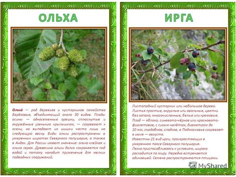 Определение деревьев: ольхи и осины
