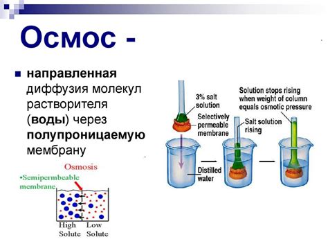 Осмос