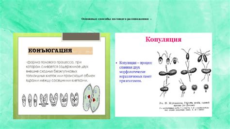 Основные способы размножения баг-петов