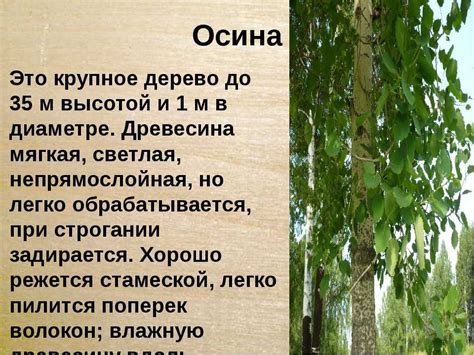 Особенности осинового дерева