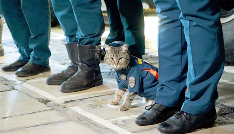 Память о коте