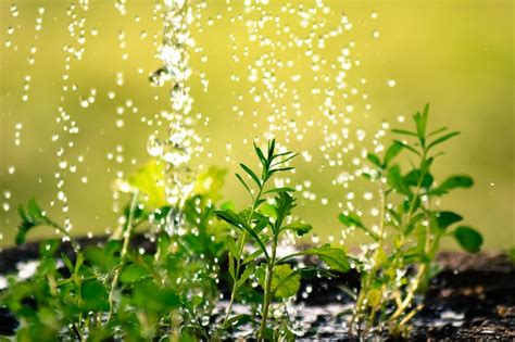 Подготовка воды для цветов