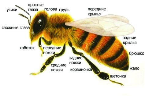 Подробная инструкция по рисованию тела пчелы