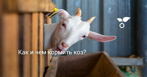Полезная информация о стеклокерамических плитах и их особенностях