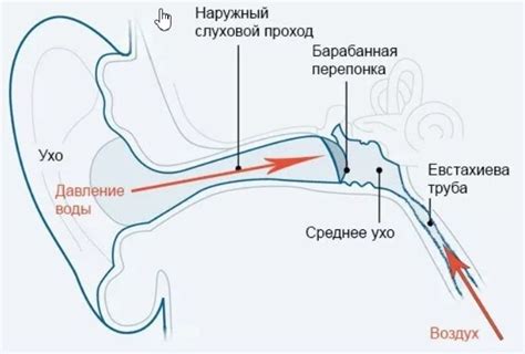 Правильная позиция ушей