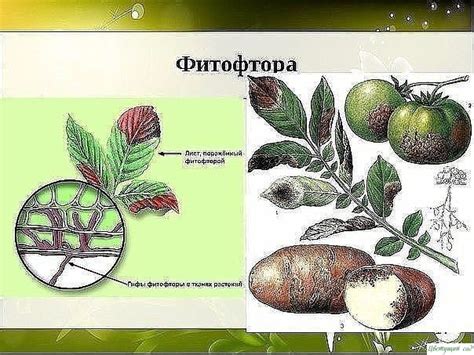Превентивные меры по борьбе с фитофторой на ранней стадии