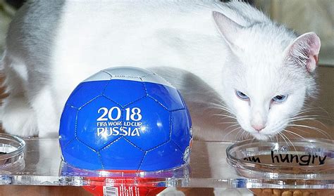 Предсказания кота