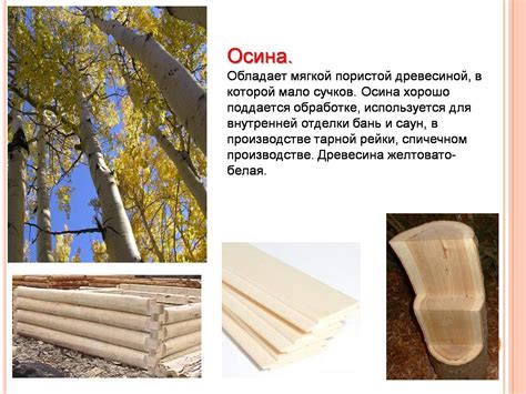 Применение древесины ольхи и осины в строительстве и промышленности