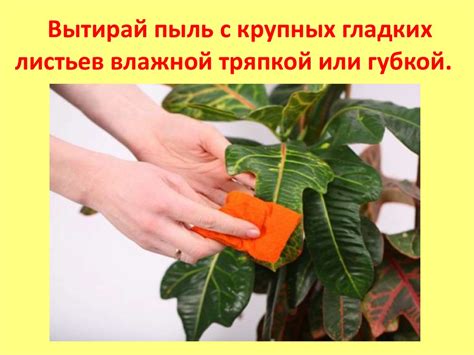 Применение пакета с влажной губкой