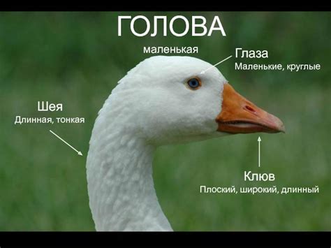 Профессиональные методы определения пола гуся Линда