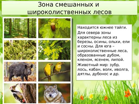 Различия в экологической роли ольхи и осины