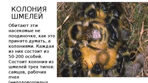 Размеры и пропорции шмелей и самок