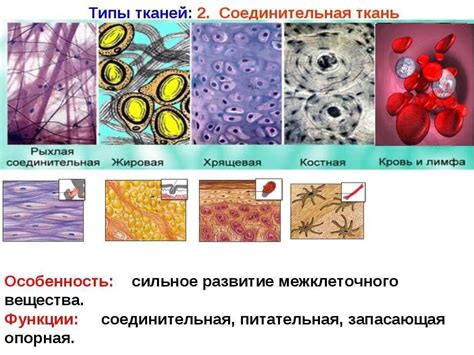 Расширение основной ткани