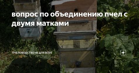 Рекомендации по объединению пчел