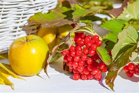 Рецепты с калиновым соком