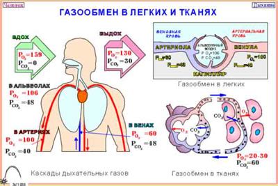 Роль легких в бикарбонатном буфере