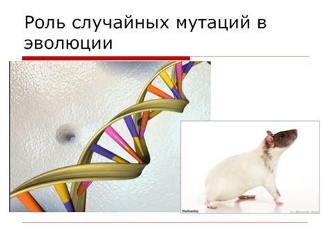 Роль мутаций в эволюции