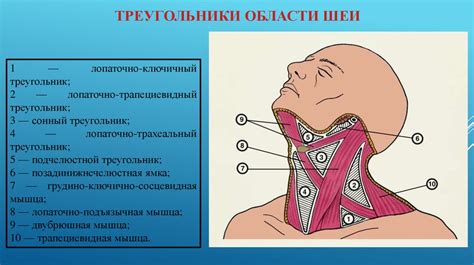 Связывание головы и шеи