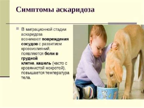 Симптомы присутствия куницы