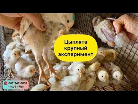 Слияние цыплят от двух наседок